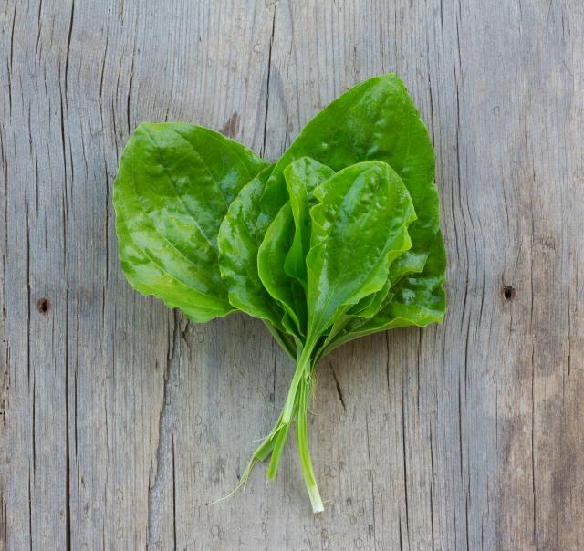 I hrana i lek: Raste svuda oko nas, da li je koristite i vi?